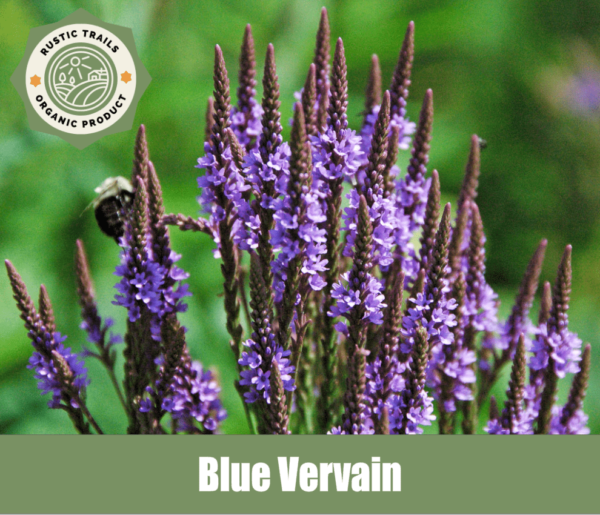 Blue Vervain, Verbena hastata